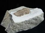 Awesome Prone Lochovella (Reedops) Trilobite #1891-2
